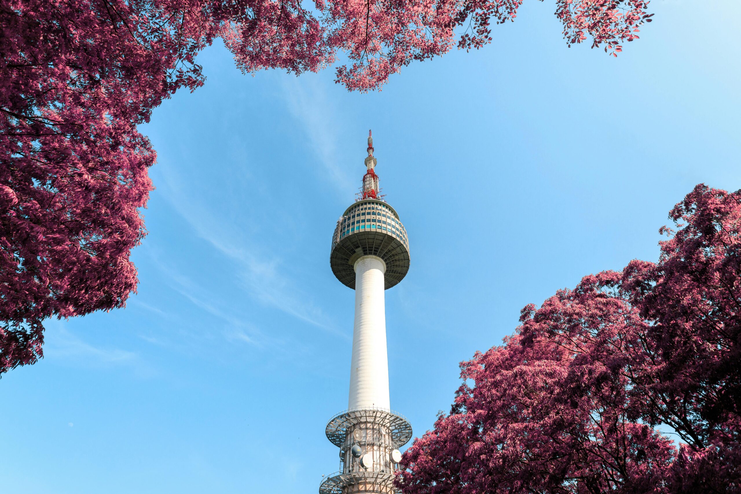 A stunning view of N Seoul Tower surrounded by pink foliage under a clear blue sky in Seoul, South Korea.